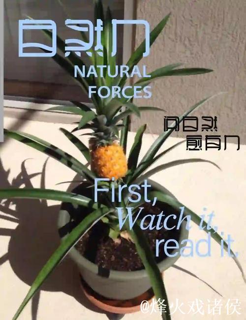 菠萝种植全流程教学视频指南